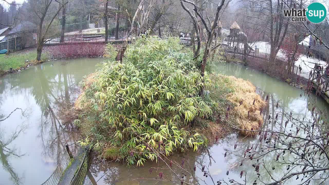 Yellow-cheeked gibbon Zoo Ljubljana livecam