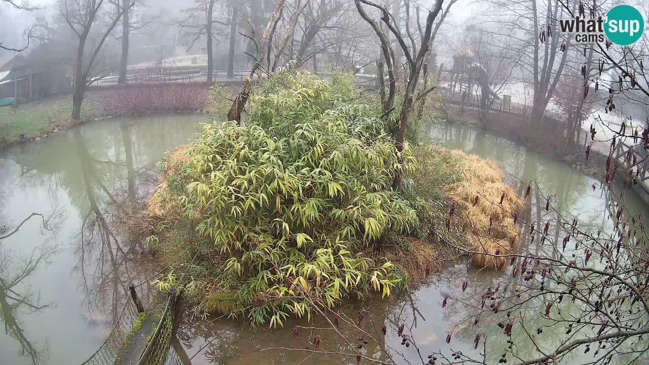 Gibbone dalle guance rosa nello ZOO di Ljubljana