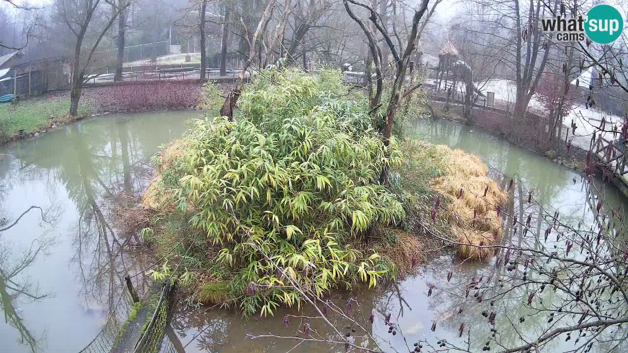 Gibbon à joues jaunes Zoo Ljubljana live cam