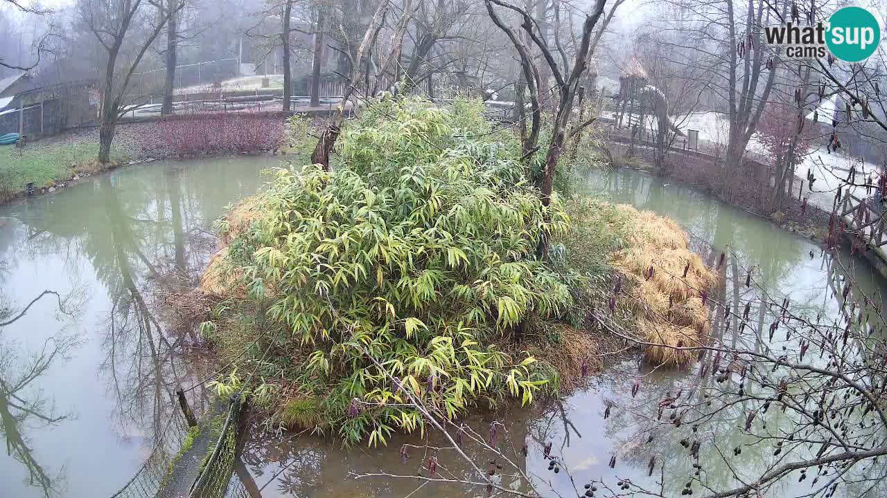Gibón de mejillas beige Zoo Ljubljana