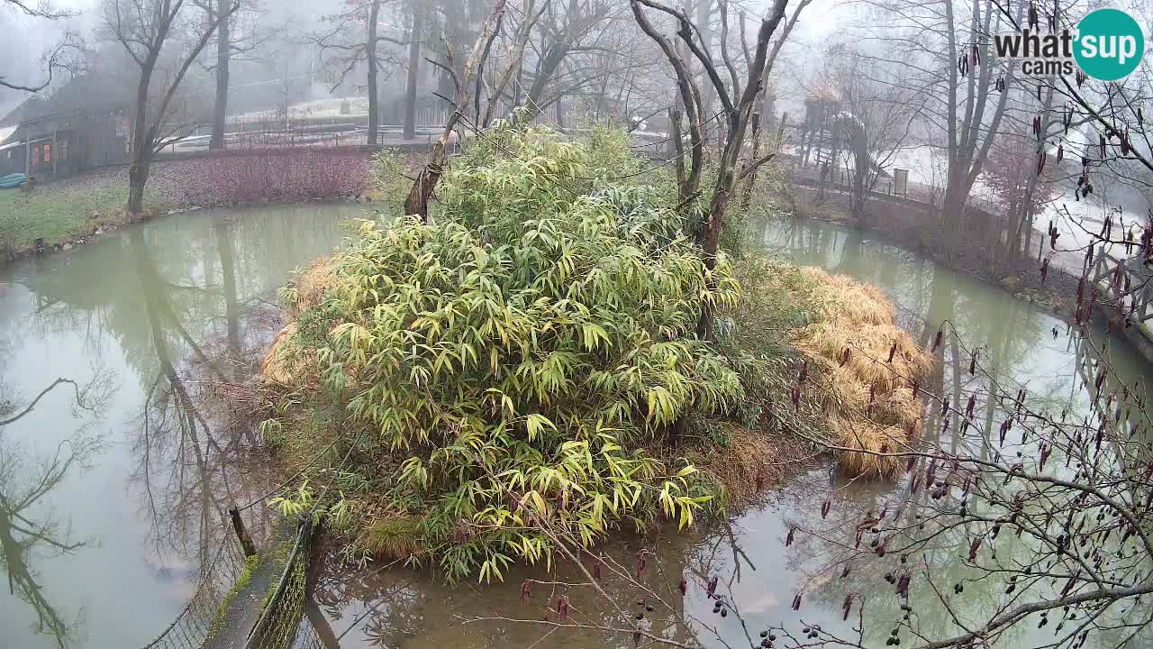 Yellow-cheeked gibbon Zoo Ljubljana livecam