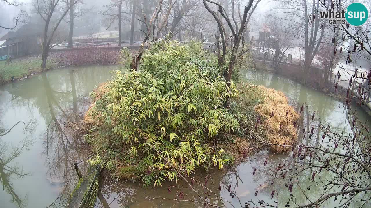 Yellow-cheeked gibbon Zoo Ljubljana livecam