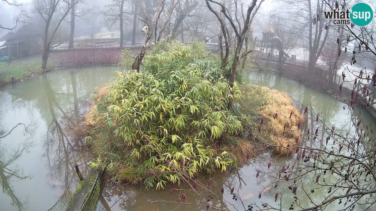 Südlicher Gelbwangen-Schopfgibbon Zoo Ljubljana webcam