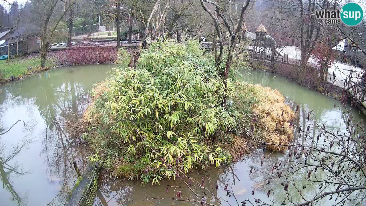 Südlicher Gelbwangen-Schopfgibbon Zoo Ljubljana webcam