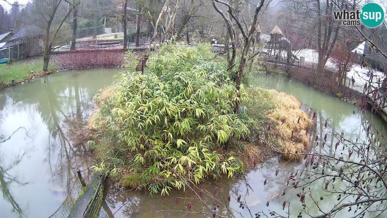 Südlicher Gelbwangen-Schopfgibbon Zoo Ljubljana webcam