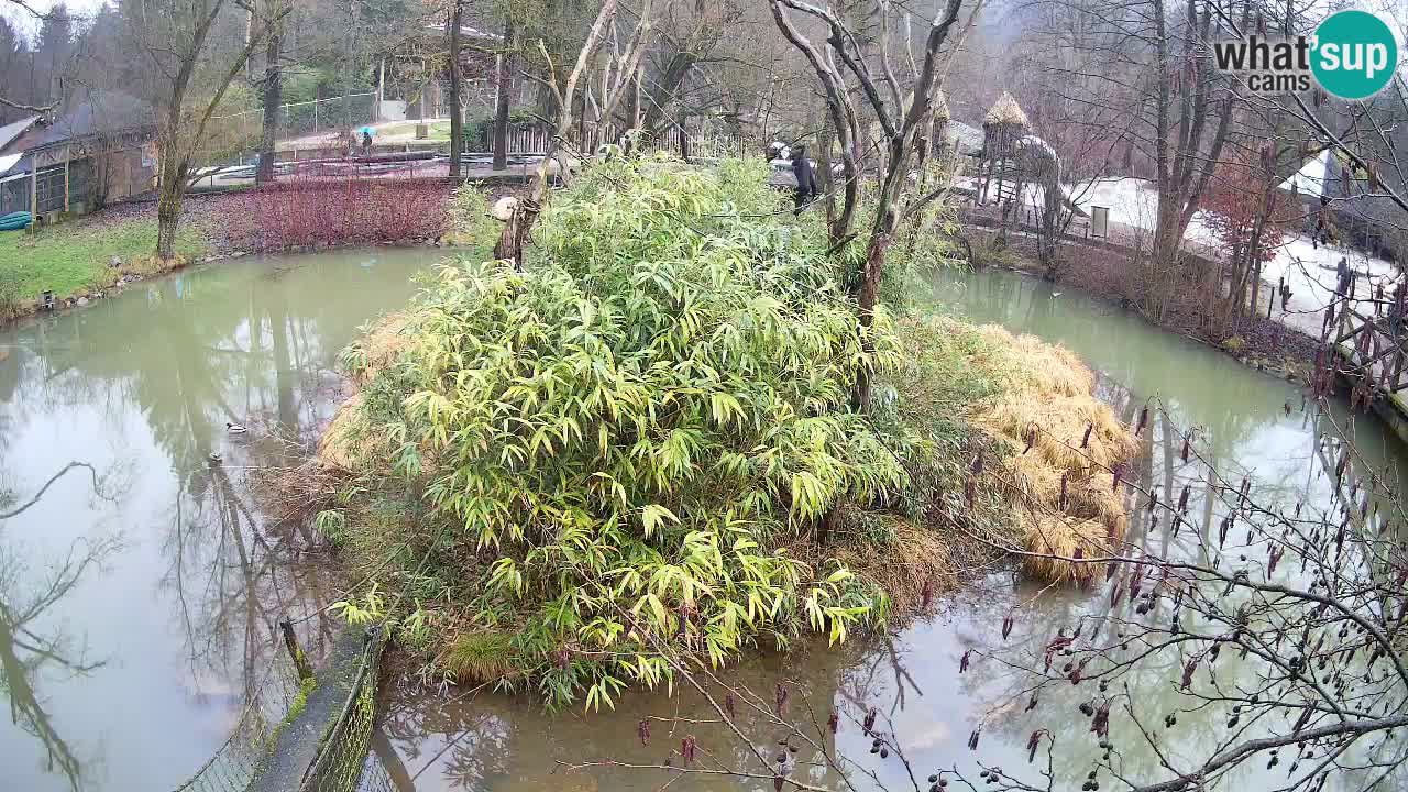 Zlatolični gibon živalski vrt Ljubljana