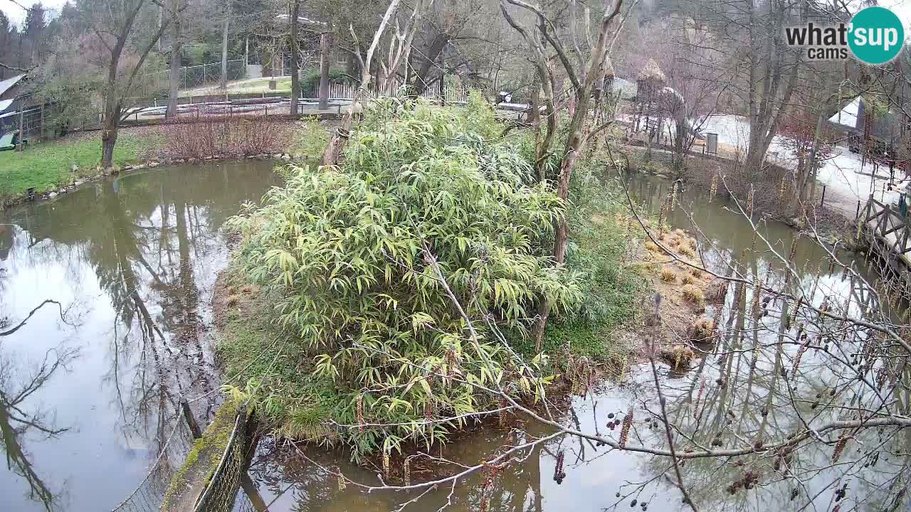 Südlicher Gelbwangen-Schopfgibbon Zoo Ljubljana webcam