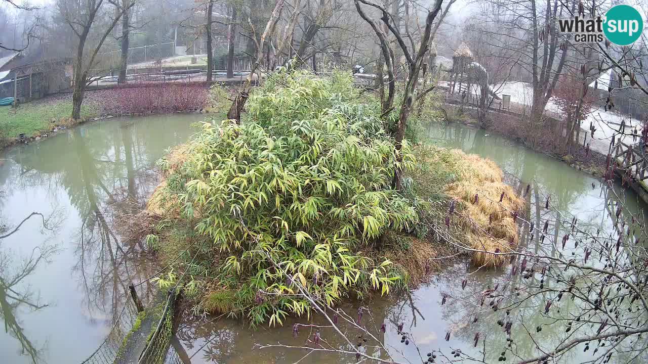 Gibbon à joues jaunes Zoo Ljubljana live cam