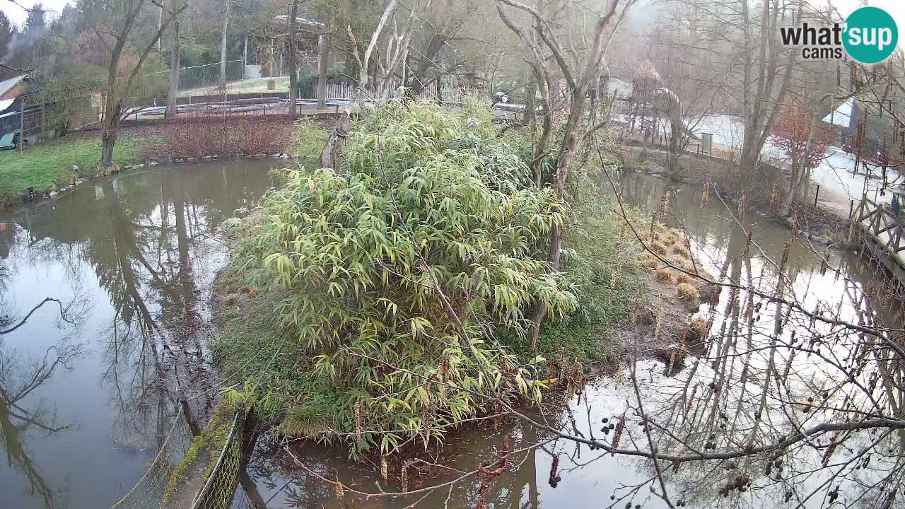 Gibon – Nomascus gabriellae – Zoo Ljubljana web kamera