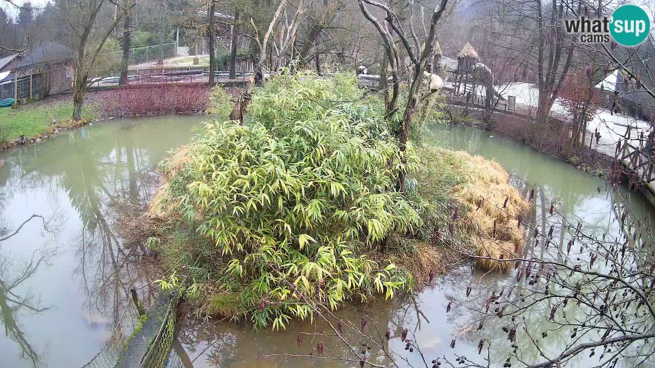 Yellow-cheeked gibbon Zoo Ljubljana livecam