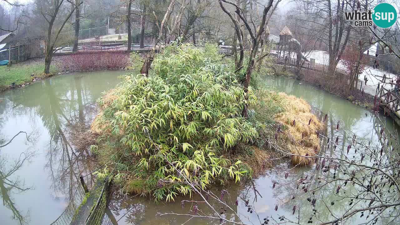 Südlicher Gelbwangen-Schopfgibbon Zoo Ljubljana webcam
