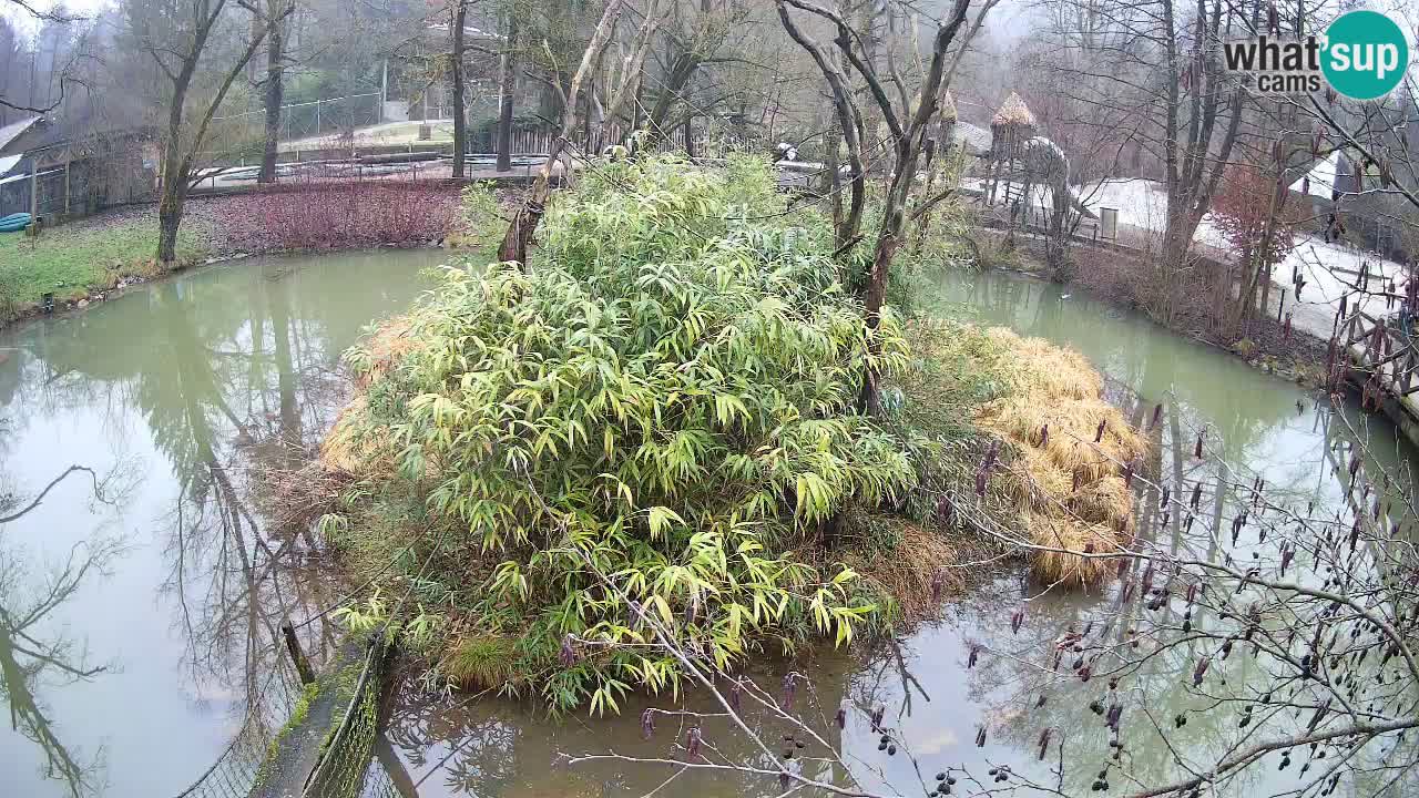 Zlatolični gibon živalski vrt Ljubljana