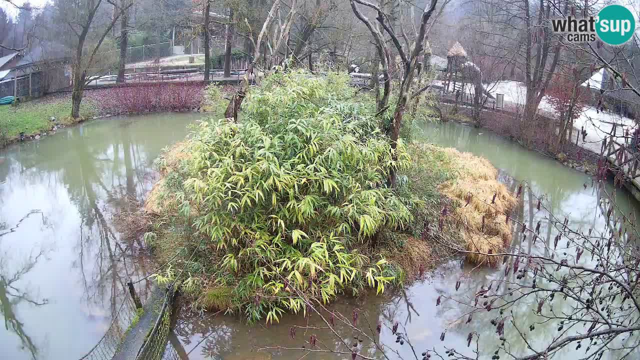Gibbone dalle guance rosa nello ZOO di Ljubljana
