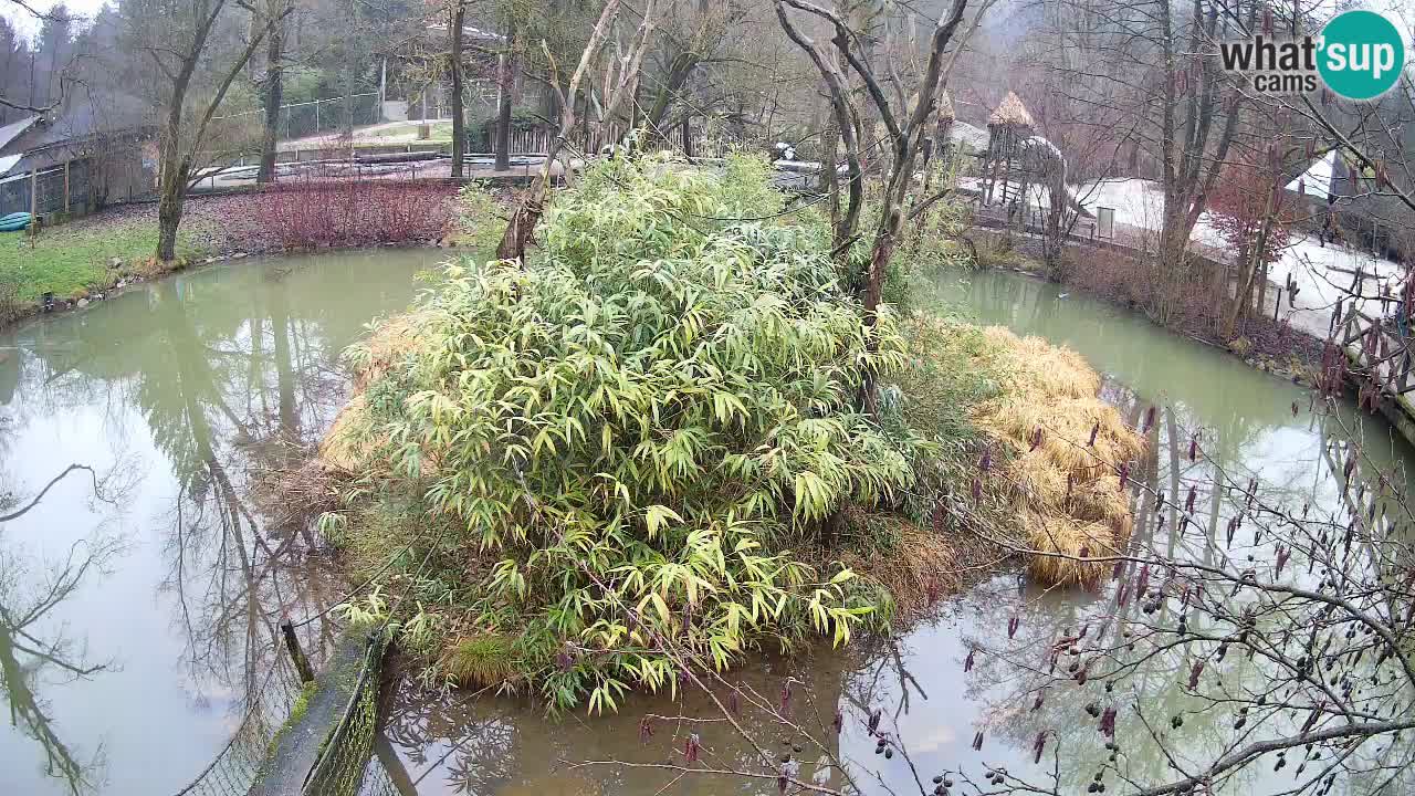 Gibbon à joues jaunes Zoo Ljubljana live cam