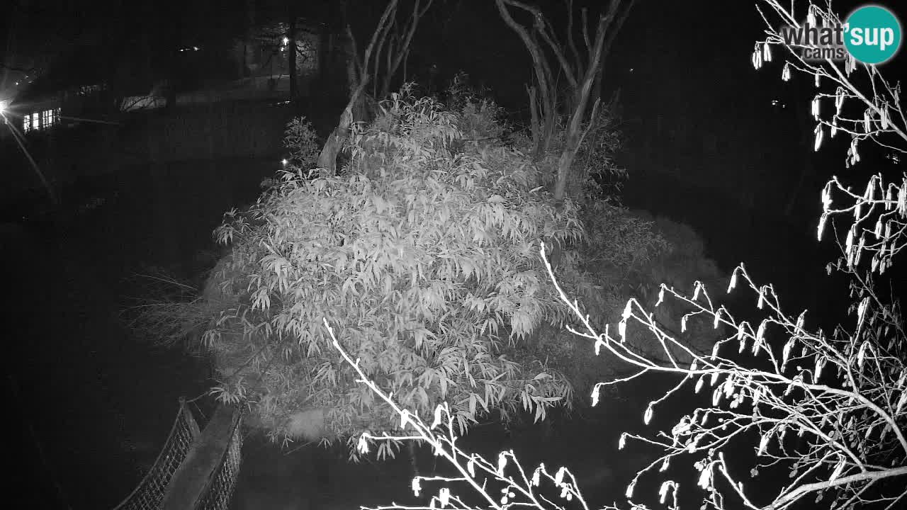 Südlicher Gelbwangen-Schopfgibbon Zoo Ljubljana webcam