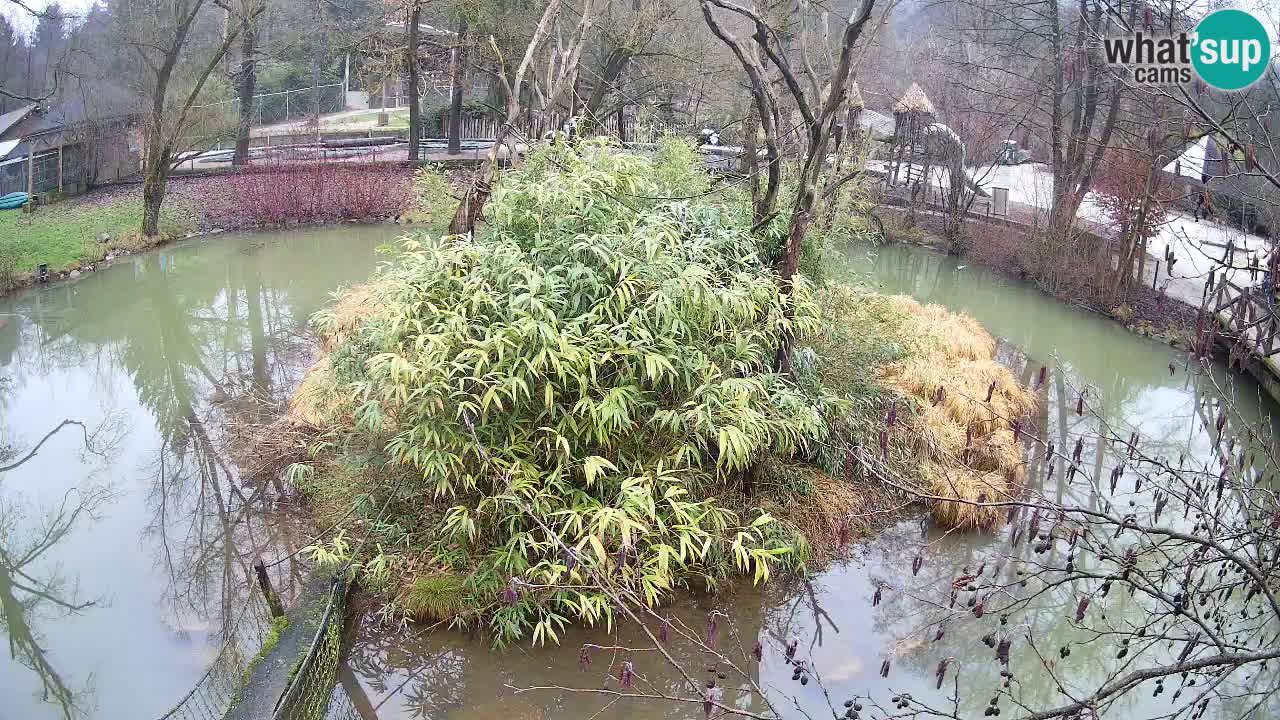 Südlicher Gelbwangen-Schopfgibbon Zoo Ljubljana webcam