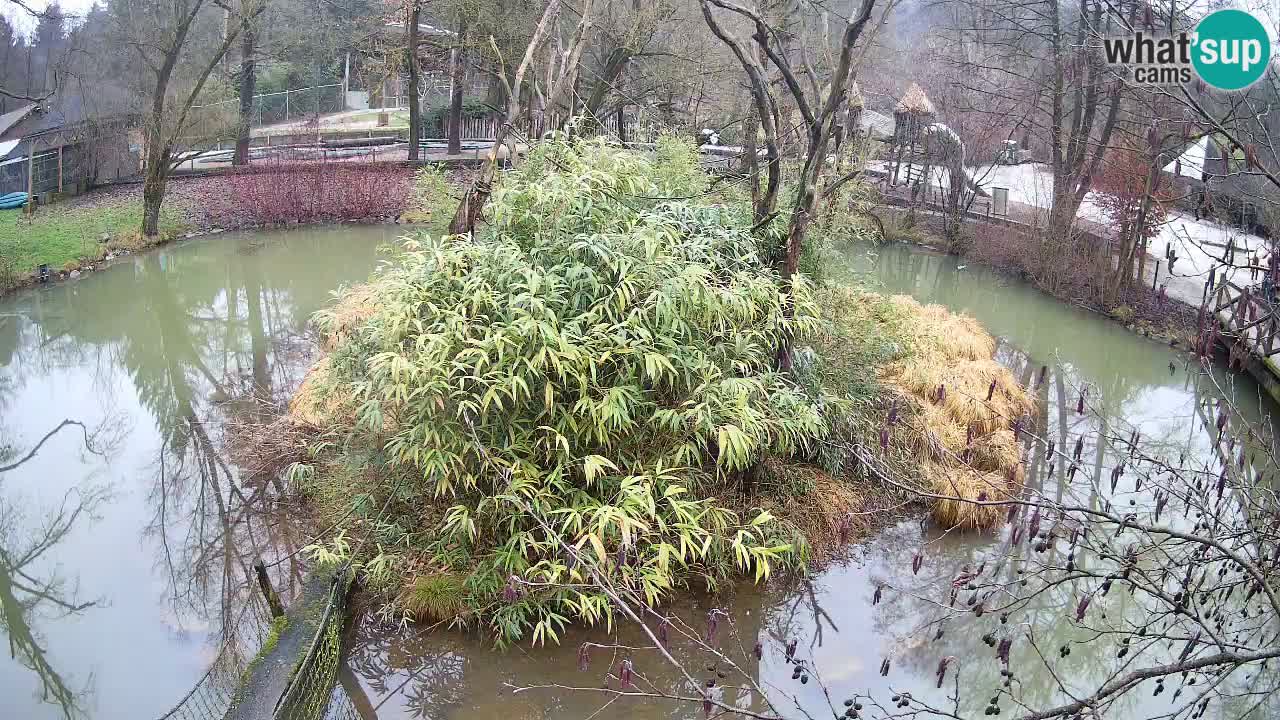 Yellow-cheeked gibbon Zoo Ljubljana livecam