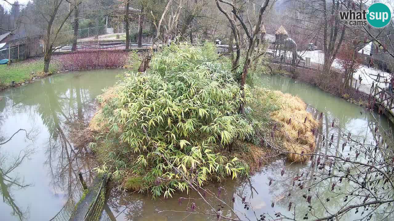 Yellow-cheeked gibbon Zoo Ljubljana livecam