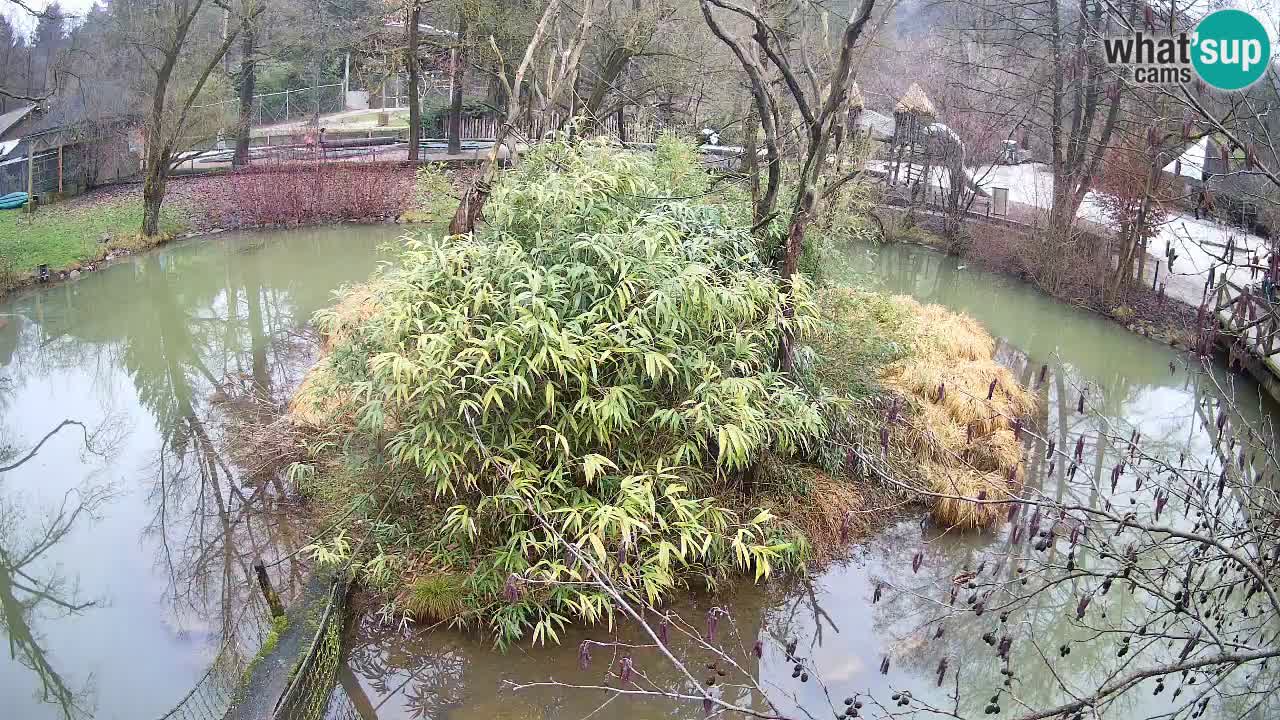 Südlicher Gelbwangen-Schopfgibbon Zoo Ljubljana webcam