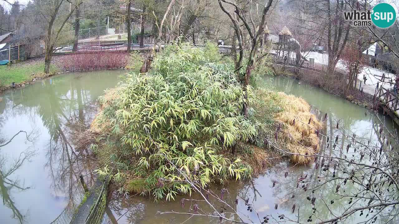 Gibon – Nomascus gabriellae – Zoo Ljubljana web kamera