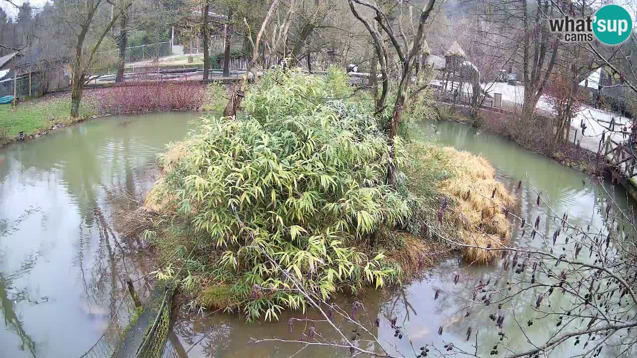 Südlicher Gelbwangen-Schopfgibbon Zoo Ljubljana webcam