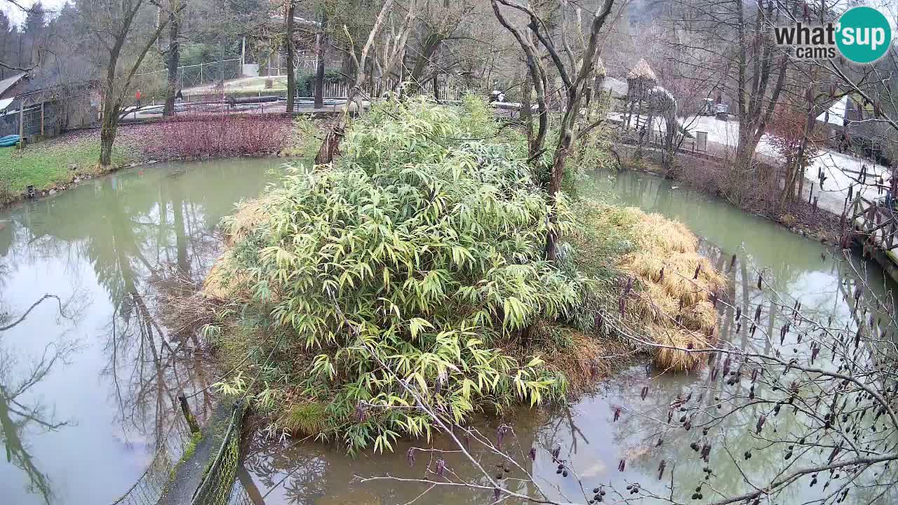 Gibbon à joues jaunes Zoo Ljubljana live cam