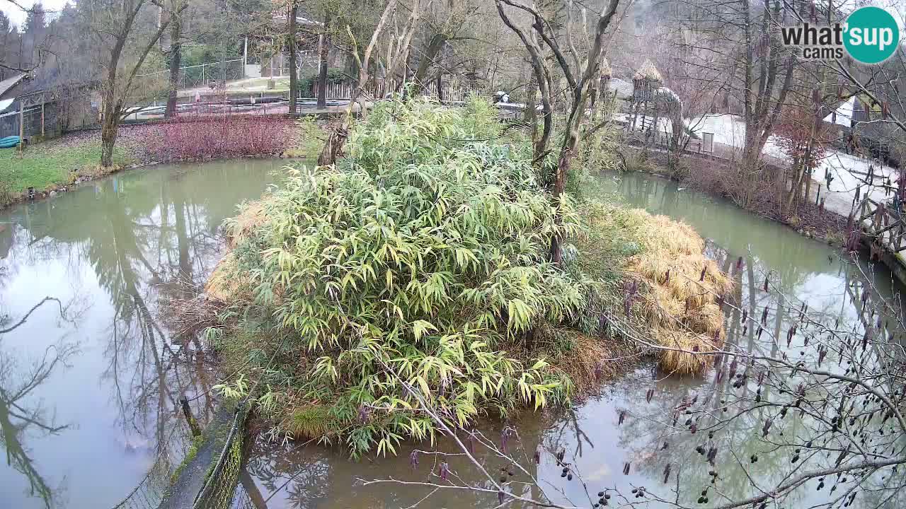 Yellow-cheeked gibbon Zoo Ljubljana livecam