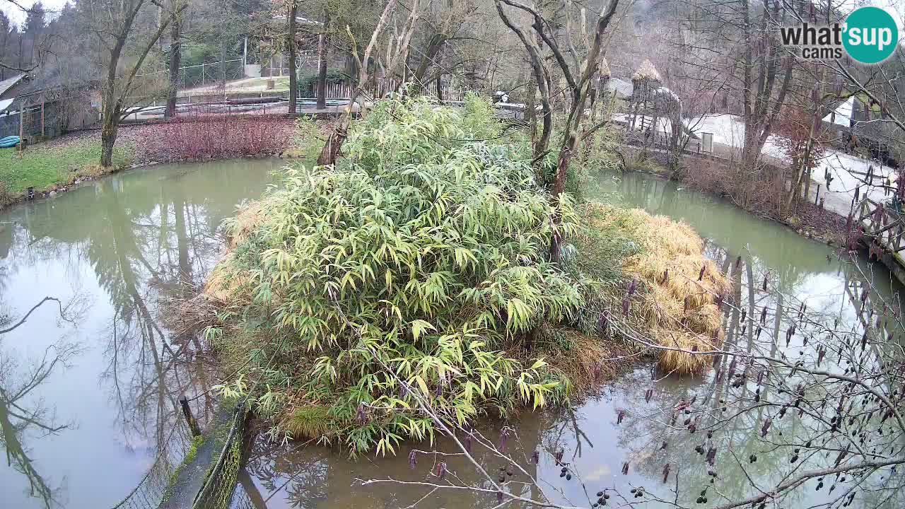 Yellow-cheeked gibbon Zoo Ljubljana livecam