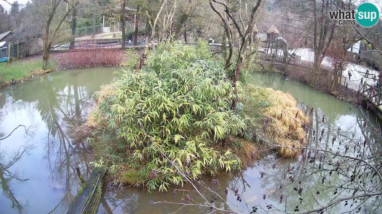 Gibon – Nomascus gabriellae – Zoo Ljubljana web kamera