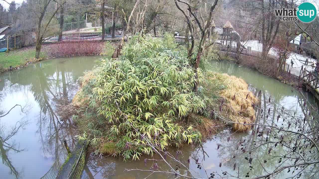 Gibón de mejillas beige Zoo Ljubljana