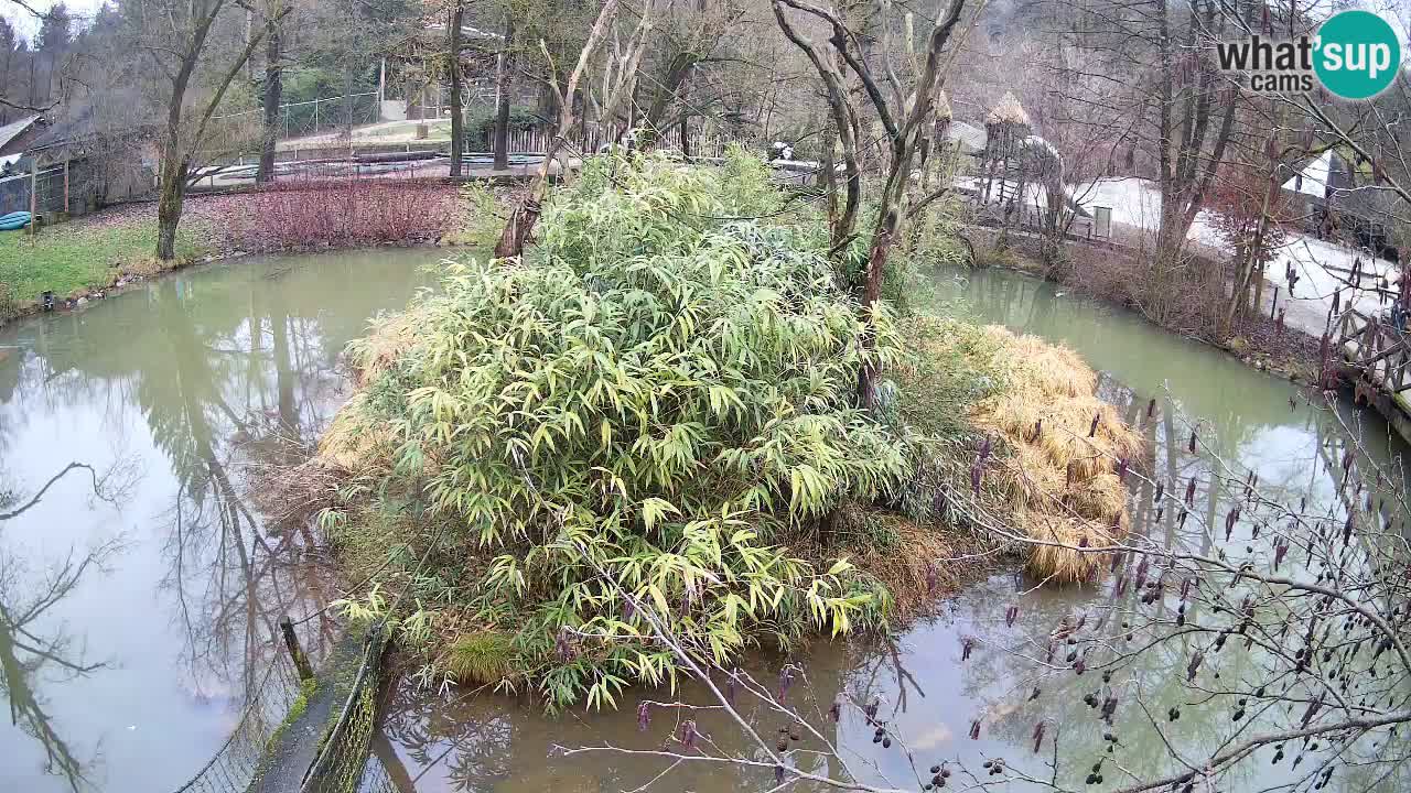 Yellow-cheeked gibbon Zoo Ljubljana livecam