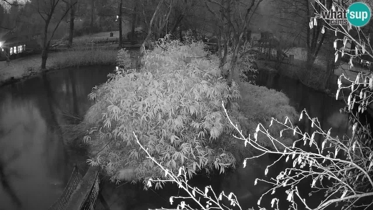 Gibon – Nomascus gabriellae – Zoo Ljubljana web kamera