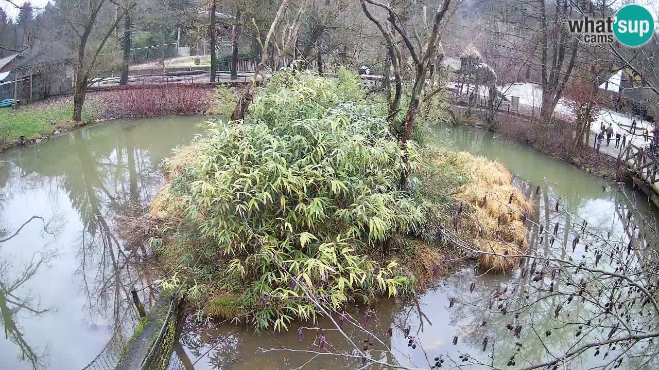 Südlicher Gelbwangen-Schopfgibbon Zoo Ljubljana webcam