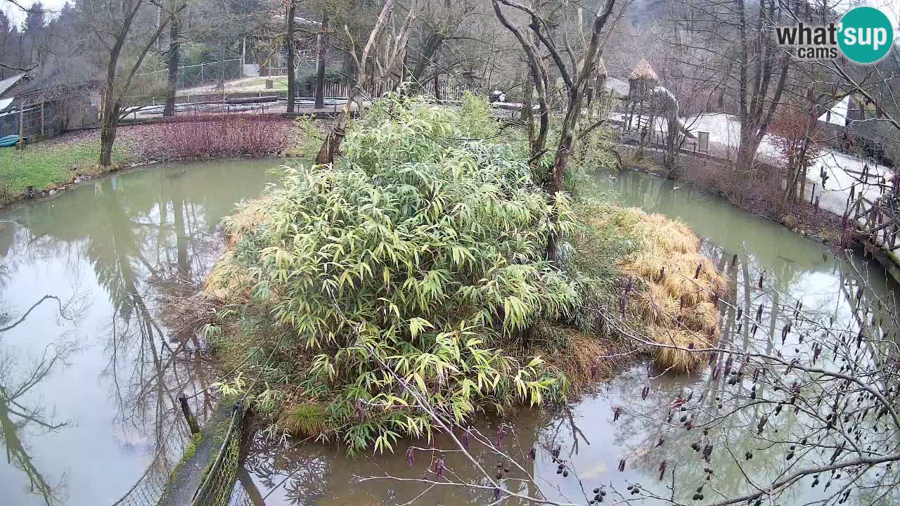 Südlicher Gelbwangen-Schopfgibbon Zoo Ljubljana webcam