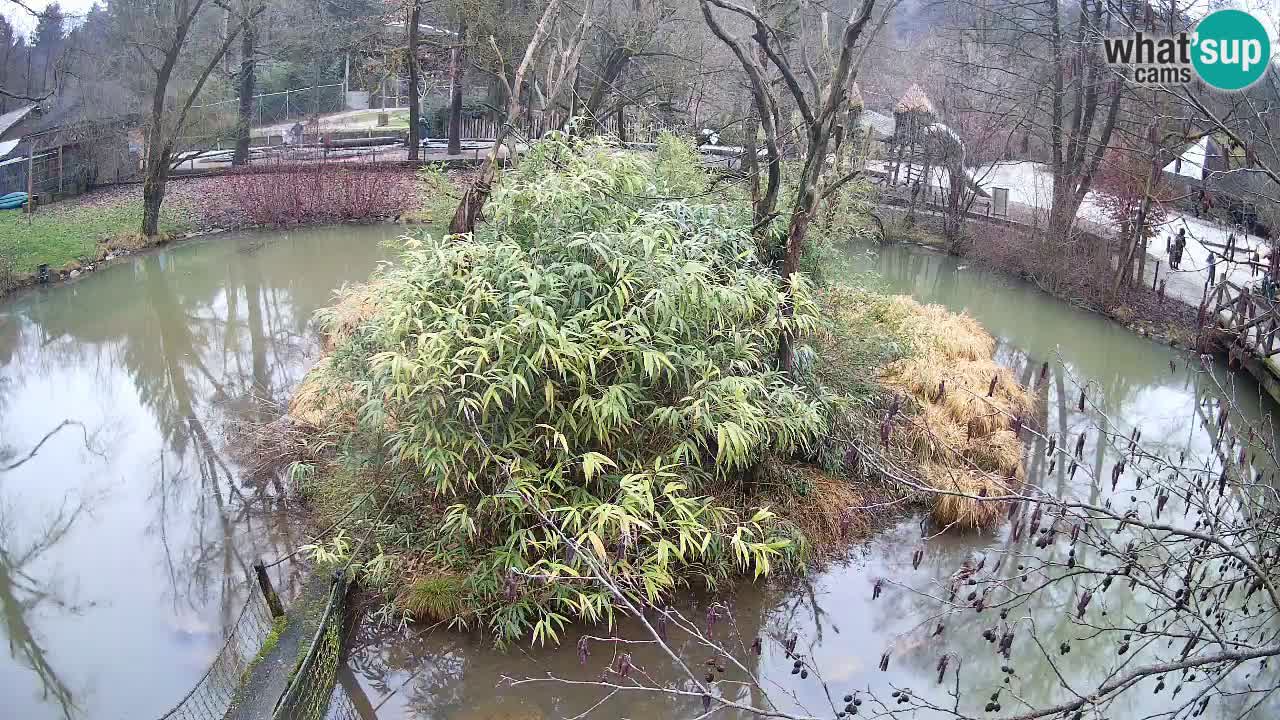 Gibbon à joues jaunes Zoo Ljubljana live cam