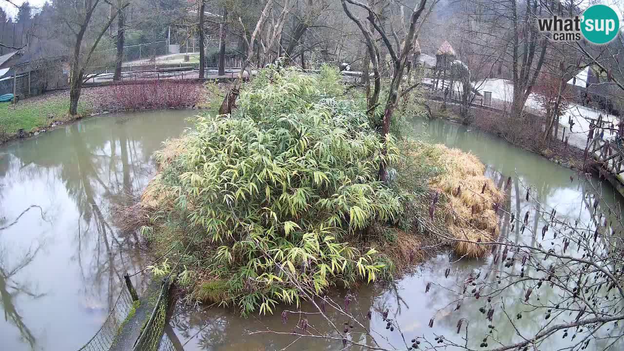 Yellow-cheeked gibbon Zoo Ljubljana livecam