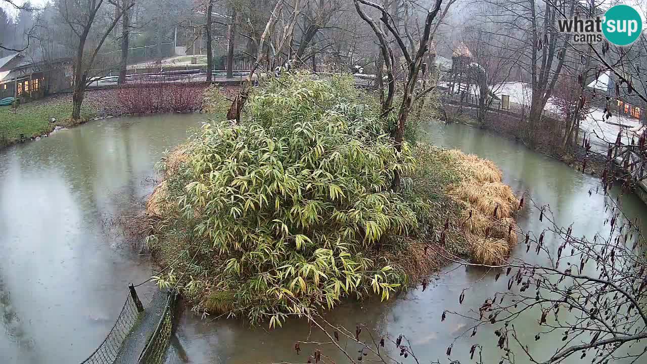 Gibbon à joues jaunes Zoo Ljubljana live cam