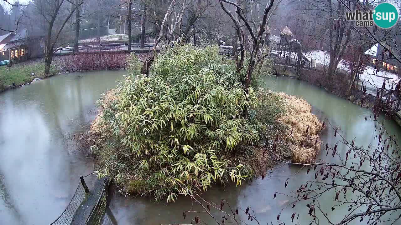 Südlicher Gelbwangen-Schopfgibbon Zoo Ljubljana webcam