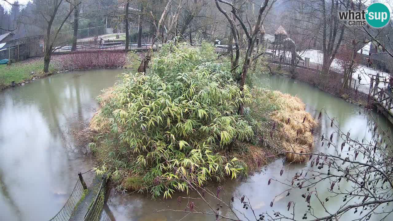 Gibbon à joues jaunes Zoo Ljubljana live cam