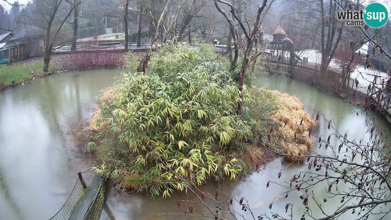 Zlatolični gibon živalski vrt Ljubljana
