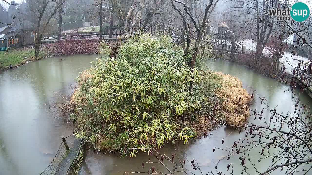 Südlicher Gelbwangen-Schopfgibbon Zoo Ljubljana webcam
