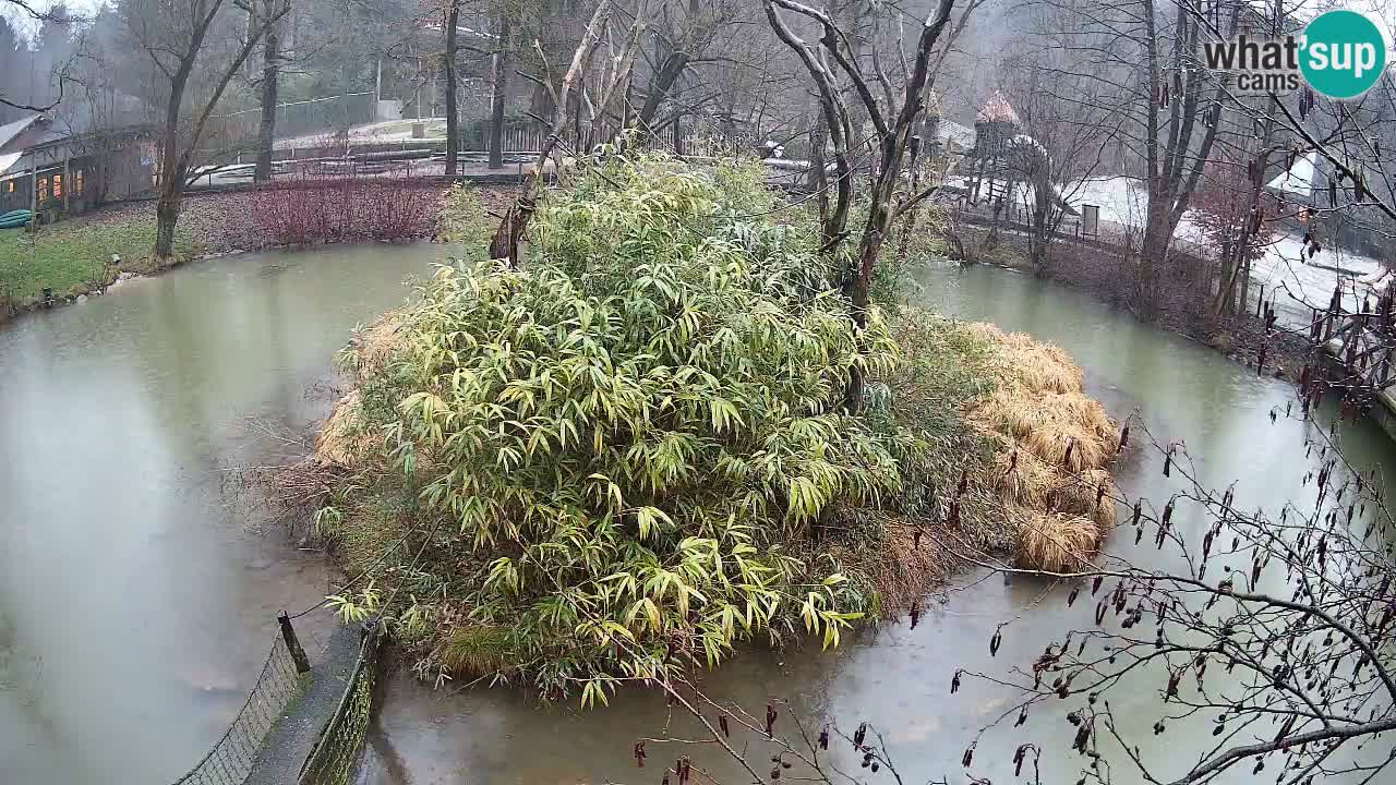 Gibbone dalle guance rosa nello ZOO di Ljubljana