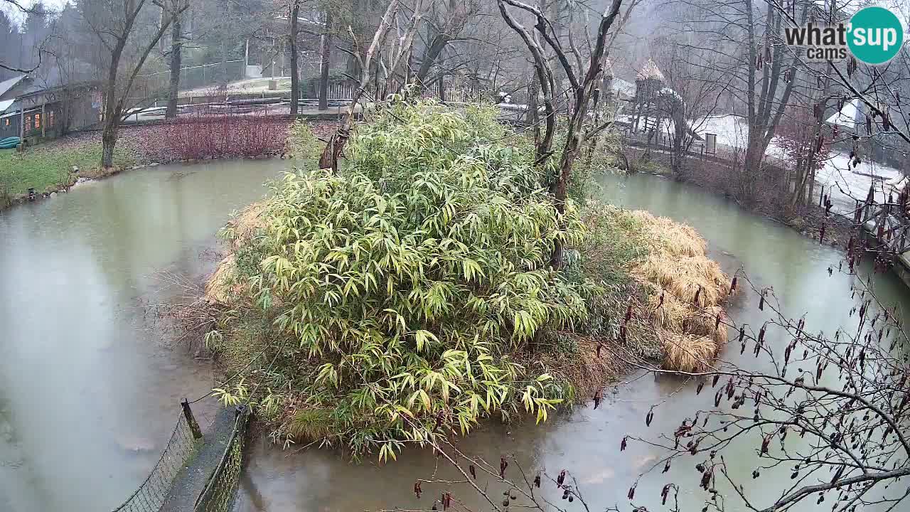 Gibbon à joues jaunes Zoo Ljubljana live cam