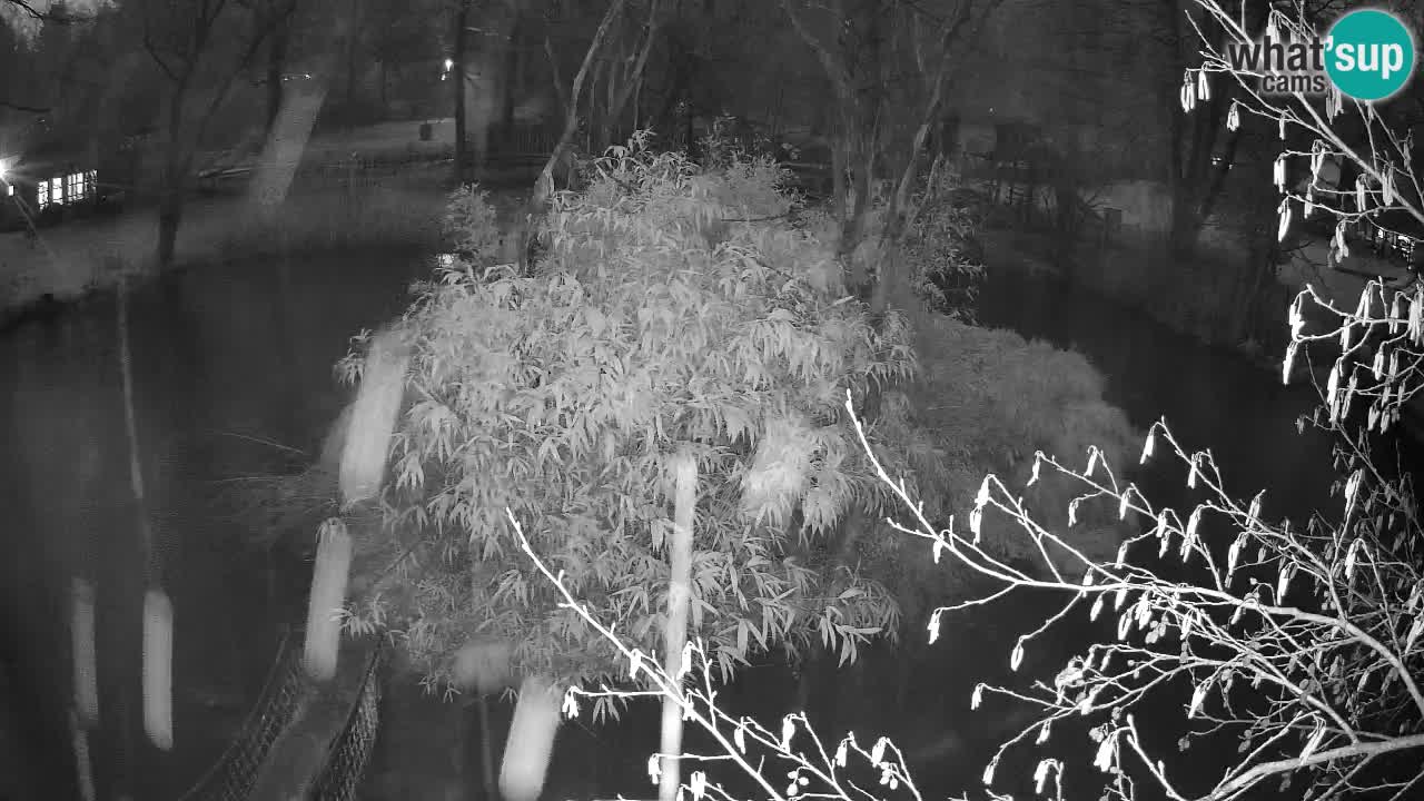 Gibbon à joues jaunes Zoo Ljubljana live cam