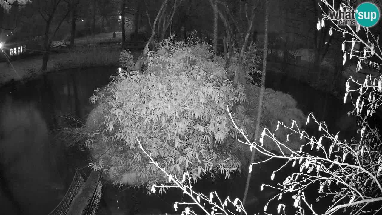 Yellow-cheeked gibbon Zoo Ljubljana livecam