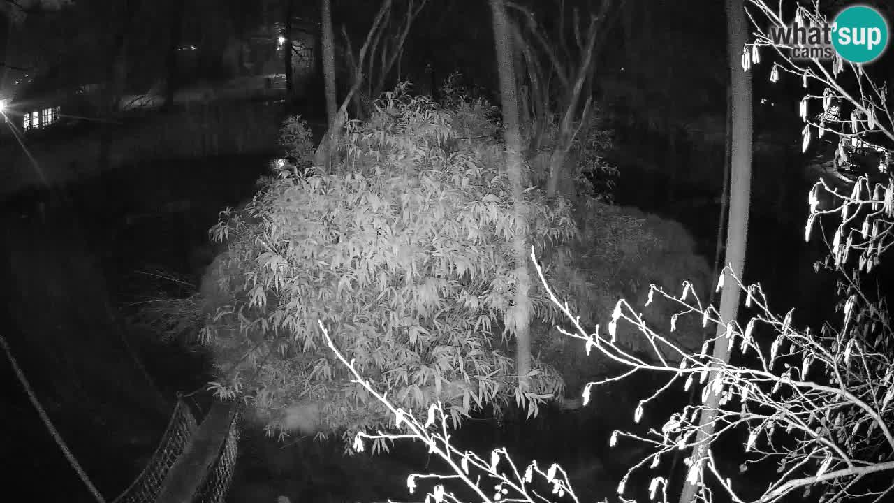 Gibbon à joues jaunes Zoo Ljubljana live cam