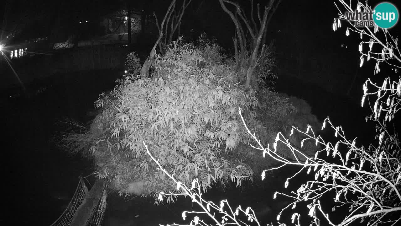 Gibbon à joues jaunes Zoo Ljubljana live cam