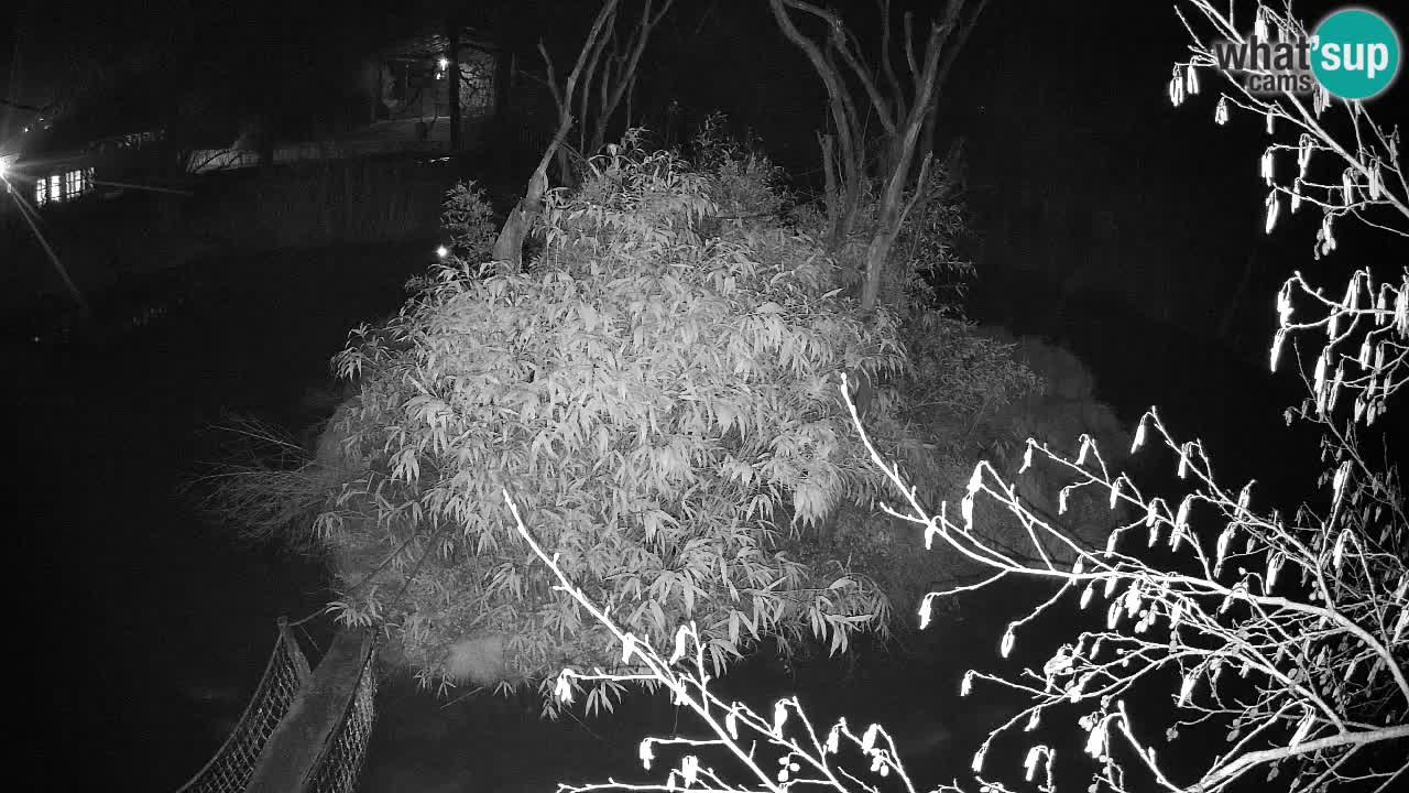 Yellow-cheeked gibbon Zoo Ljubljana livecam