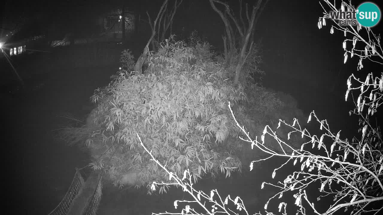 Südlicher Gelbwangen-Schopfgibbon Zoo Ljubljana webcam