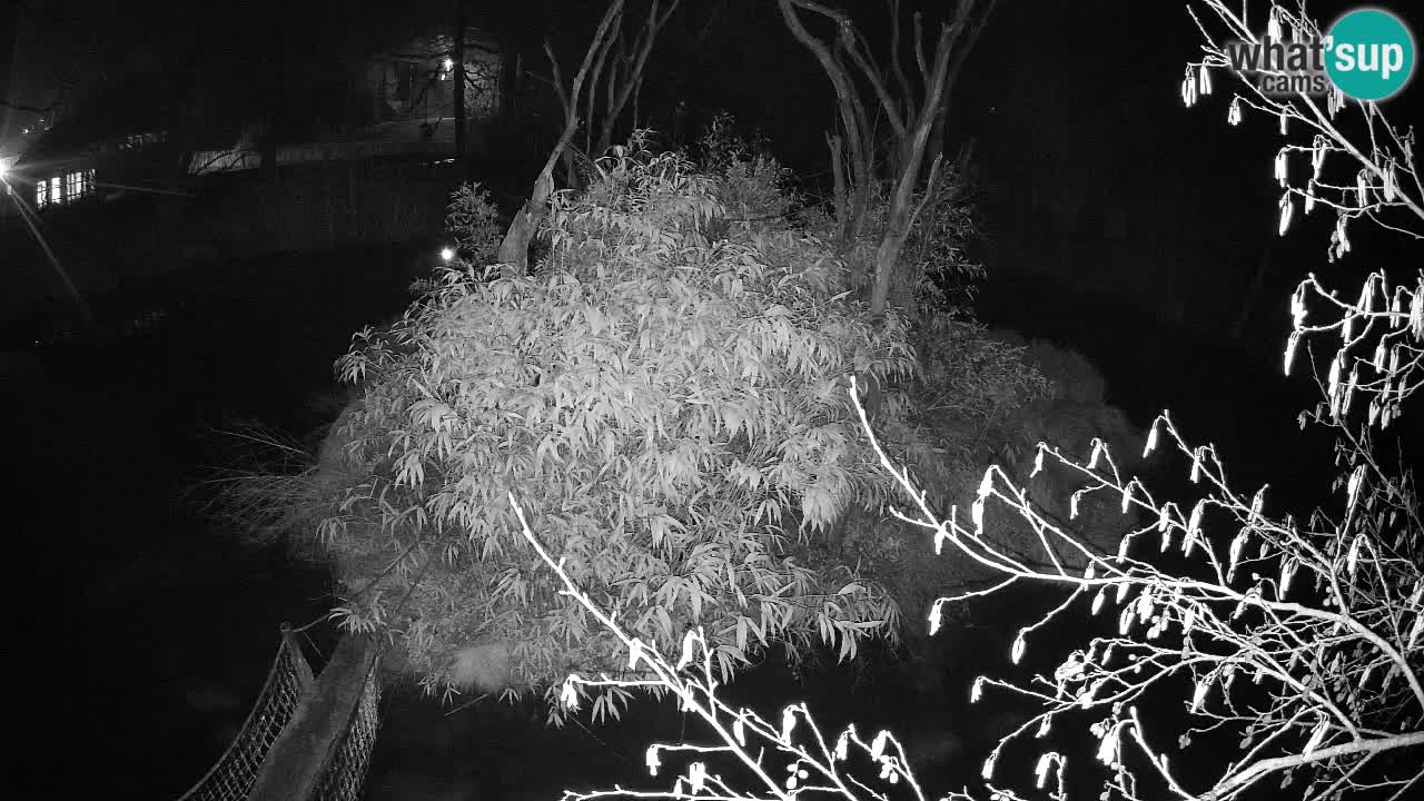 Gibbon à joues jaunes Zoo Ljubljana live cam